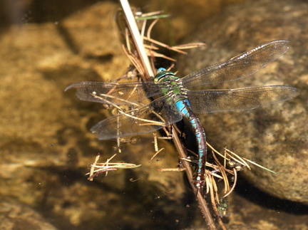 IMG_3657_v1