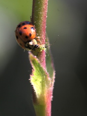 IMG_3683_v1