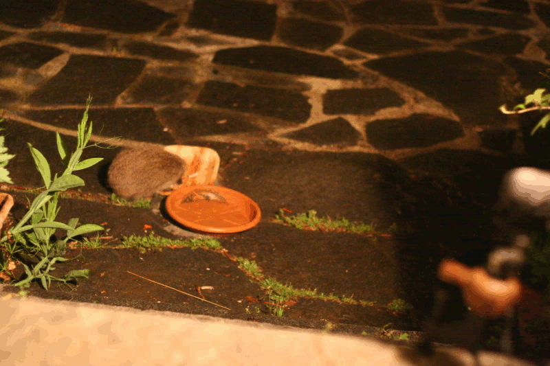 a baby hedgehog feasting on Mash's Wiskas